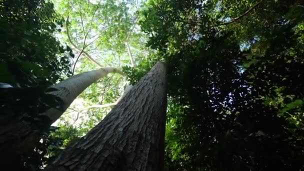 Árboles en el bosque tropical — Vídeos de Stock