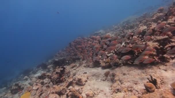 Buceo a través de bancos de peces — Vídeos de Stock