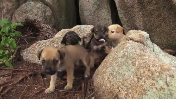 Cachorros de perro encantador — Vídeo de stock