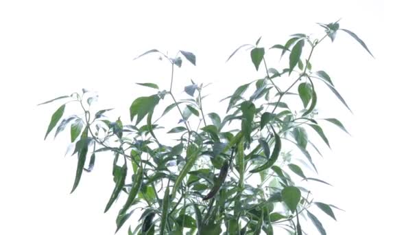 Timelapse chilli papričky — Stock video