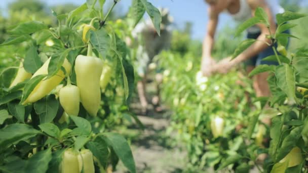 Agricultores senior cosechando en el campo — Vídeos de Stock