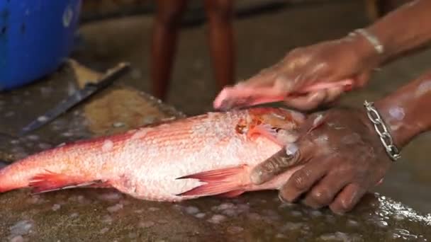 Peces de arrecife de primer plano — Vídeos de Stock