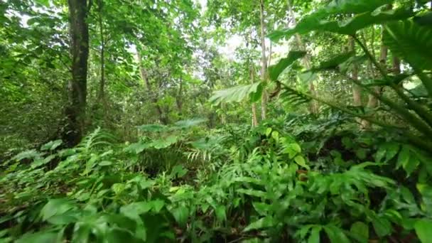 Тропические тропические леса — стоковое видео