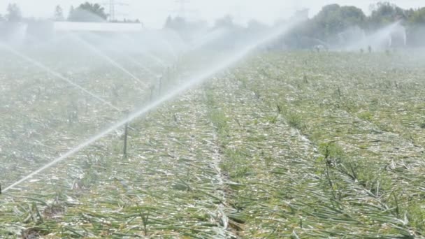 Regar los campos de cebolla — Vídeo de stock