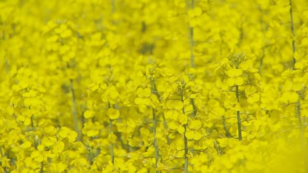 Champ de colza coloré dans le vent — Video