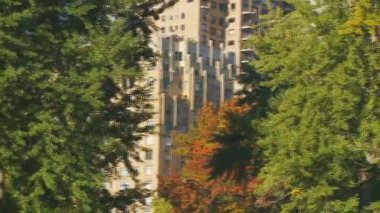  central Park'ta ağaçlar