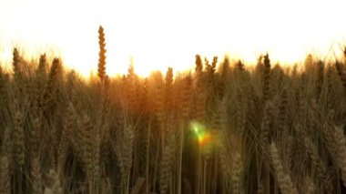 buğday alan güneş karşı