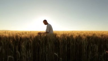 buğday kulakları dokunmadan spystyle çiftçi