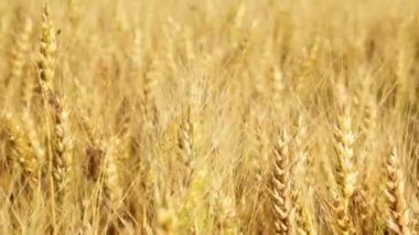 yaz günbatımı büyük wheatfield 