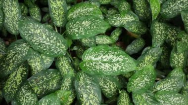  Yeşil dieffenbachia yaprakları