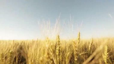 yaz günbatımı büyük wheatfield 