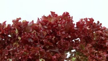 izole lollo rosso marul