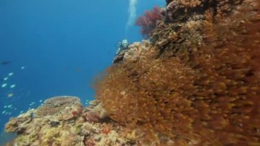 Balık balık ile dalış