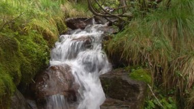 ormandaki küçük şelale