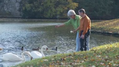 üst düzey iki kuğu besleme