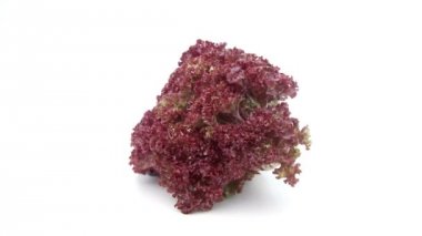 izole lollo rosso marul