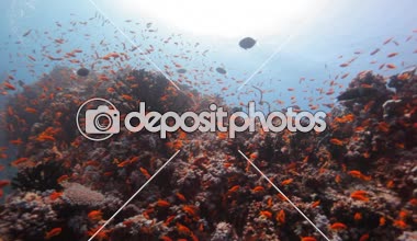 Kırmızı resif balık