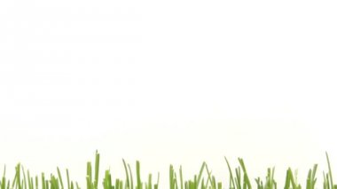 hızlı büyüyen çimen  