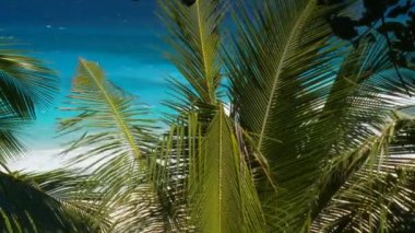 palmiye yaprakları Rüzgar