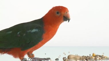 tahıl yemek kingparrot