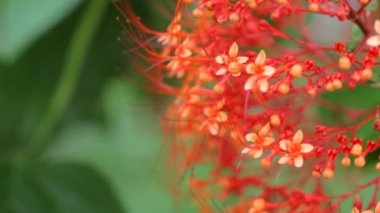 Kırmızı çiçek açan çiçekler