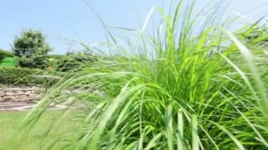 Çiçek bahçesinde çalışan kadın 