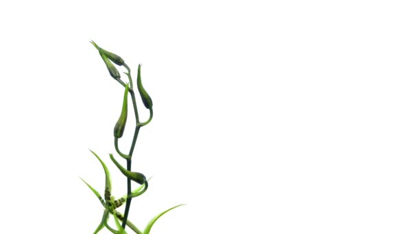 orchidée à fleurs sombres 