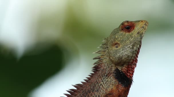 Lagarto en tronco de árbol — Vídeos de Stock