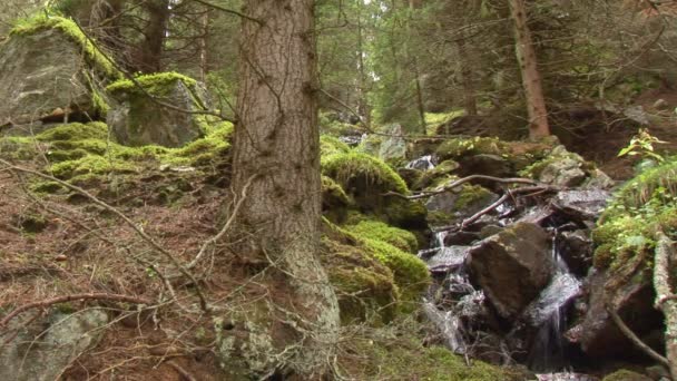 Ormandaki küçük şelale — Stok video