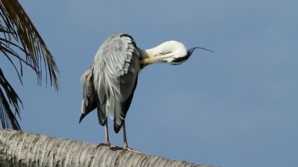 Zilverreiger schoonmaken zijn veren — Stockvideo