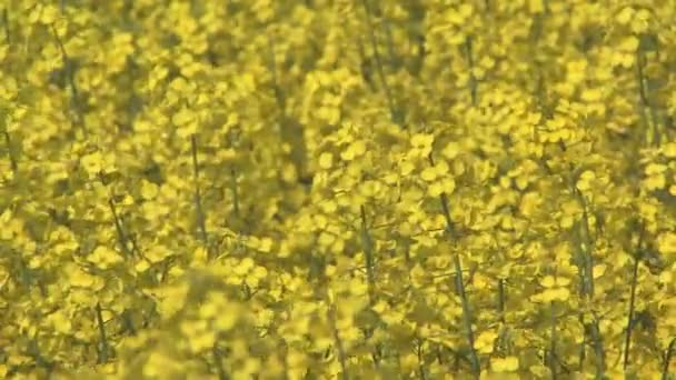 Champ de colza coloré dans le vent — Video