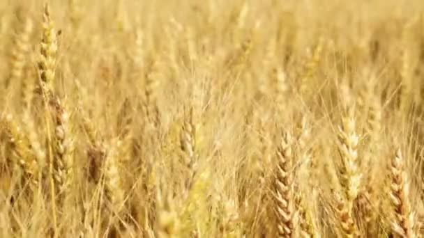 Huge wheatfield in summer sunset — Stock Video