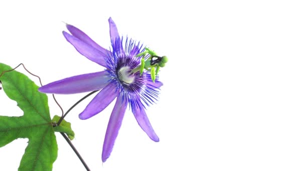 Timelapse of passion flower on white — Stock Video