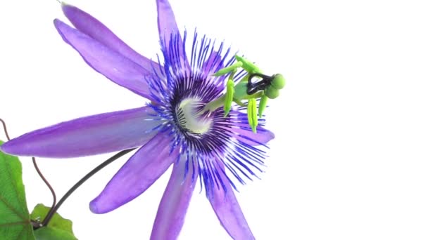 Timelapse of passion flower on white — Stock Video