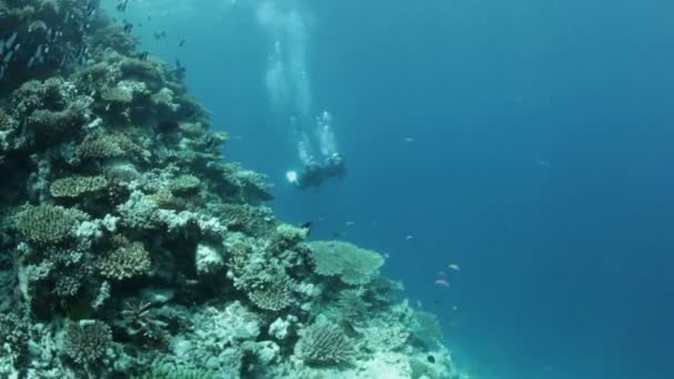 Equipo de buceo amigo — Vídeo de stock