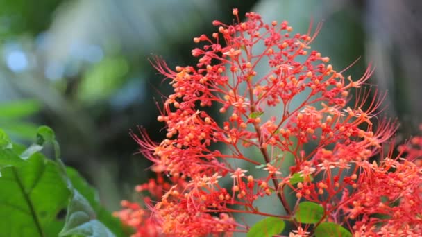 Fleurs à fleurs rouges — Video