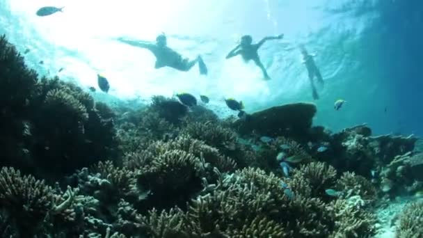 Snorklers over coral reef — Stock Video