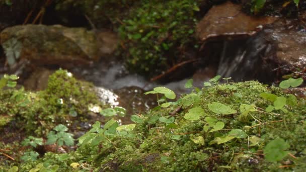 Akış önünde ıslak yosun — Stok video