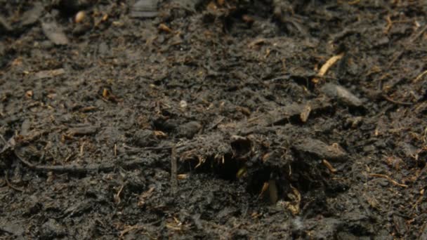 Семена, растущие через почву — стоковое видео