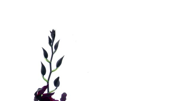 Orquídea florescente escura — Vídeo de Stock