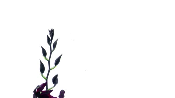 orchidée à fleurs sombres 