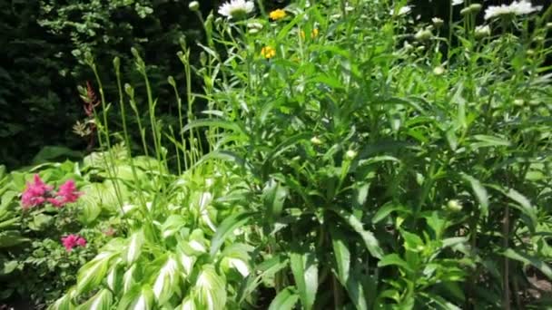 Floreciendo jardín de flores — Vídeo de stock