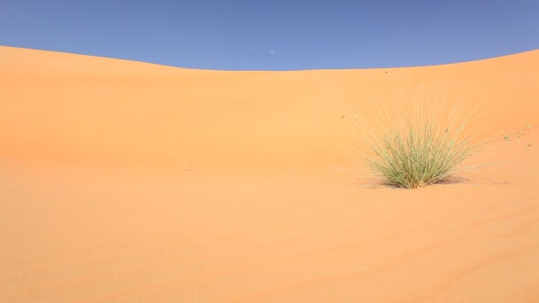 Hierba verde en el desierto — Vídeo de stock