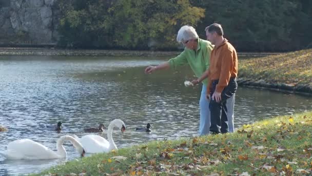 Pareja mayor alimentación cisnes — Vídeo de stock