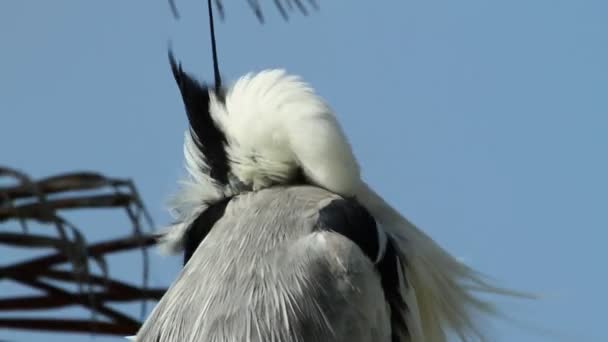Egret cleaning its feathers — Stock Video