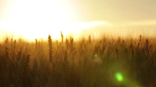 Τεράστια wheatfield την δύση του ηλίου το καλοκαίρι — Αρχείο Βίντεο