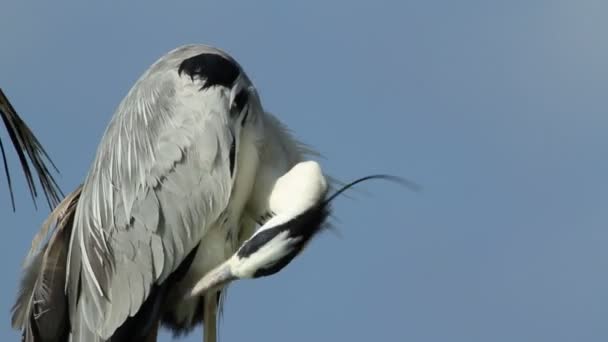 Egret rengöring sina fjädrar — Stockvideo