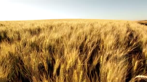 obrovské wheatfield v létě slunce 