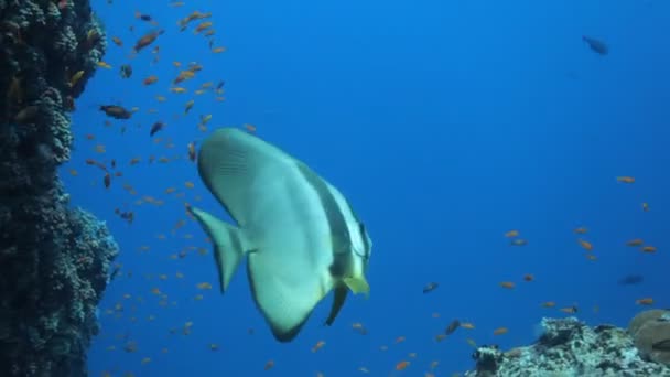 Potápěli hejno ryb — Stock video