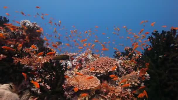 Peces de arrecife rojo — Vídeo de stock